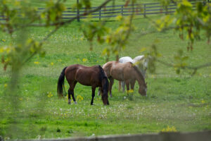 horse property for sale north carolina. horse property in north carolina